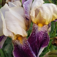 Irys bródkowy (Iris germanica L.)