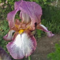 Irys bródkowy Iris germanica 