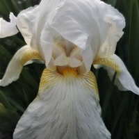 Irys bródkowy Iris germanica 