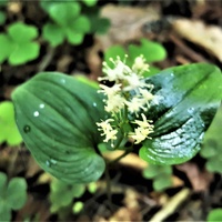 Konwalijka dwulistna (Maianthemum bifolium) 