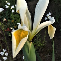 Kosaciec wschodni - Iris orientalis