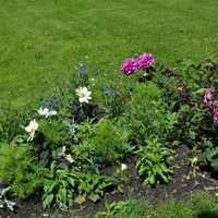 Kwiatki na trawniku