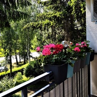 Kwiaty na balkonie - Pelargonie
