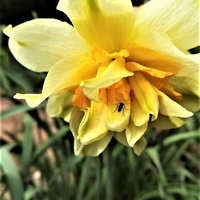 Narcyz (Narcissus L.) 