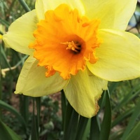 Narcyz trąbkowy (Narcissus pseudonarcissus L.)