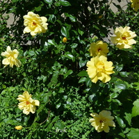Żółte róże 