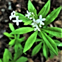 Przytulia wonna (Galium odoratum).