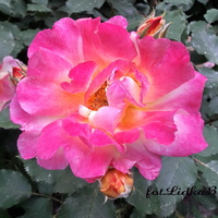 Róża-królowa kwiatów