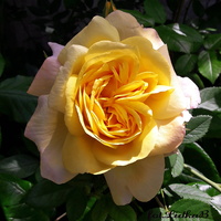 Róża-królowa kwiatów