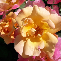 Róża 'Sekel'