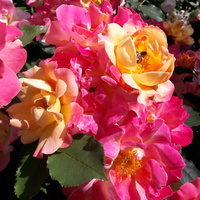 Róża 'Sekel'