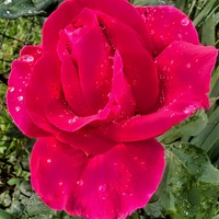 Róża Wielkokwiatowa MR Lincoln
