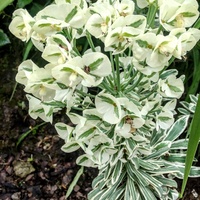 Wilczomlecz błękitnawy (Euphorbia characias Host.)