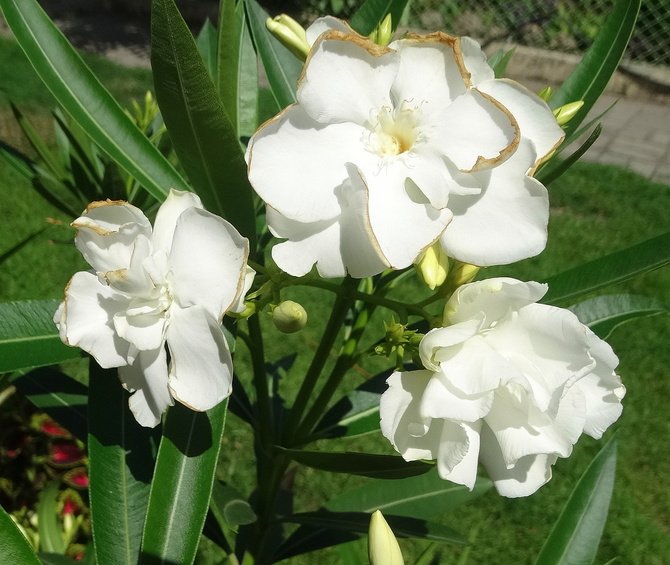 Oleander w bieli                