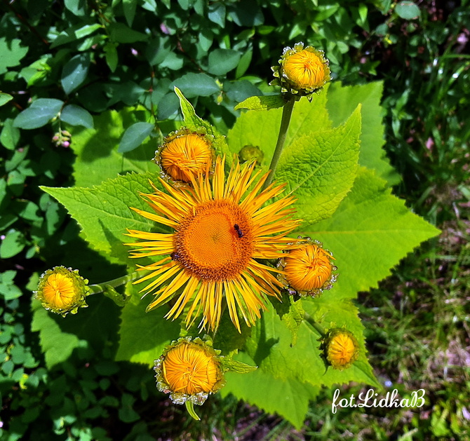 Oman , słoneczny kwiat