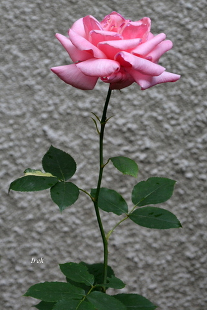 Róża na osiedlu
