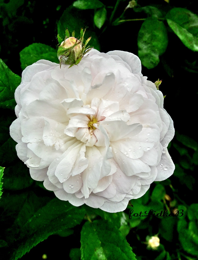 Róża  parkowa biała