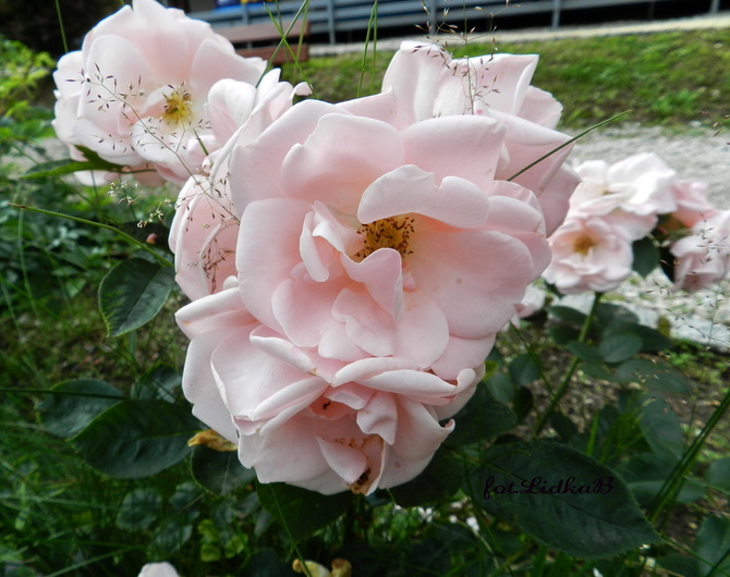 Róża  parkowa