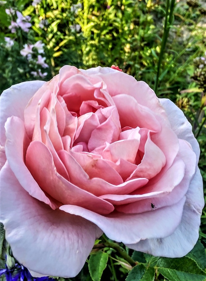 Róża różowa :-))