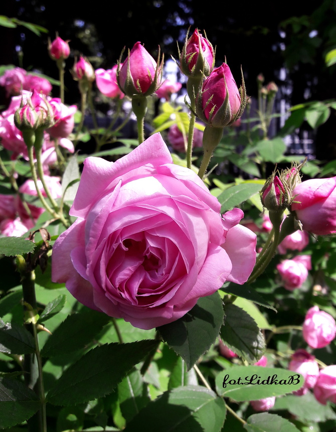 Róża wielkokwiatowa różowa