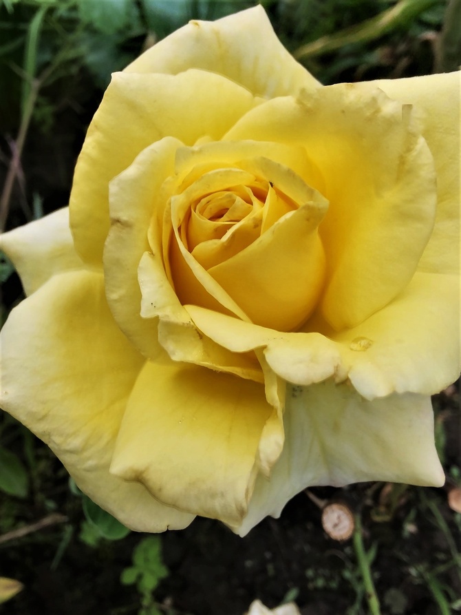 Róża wielkokwiatowa 