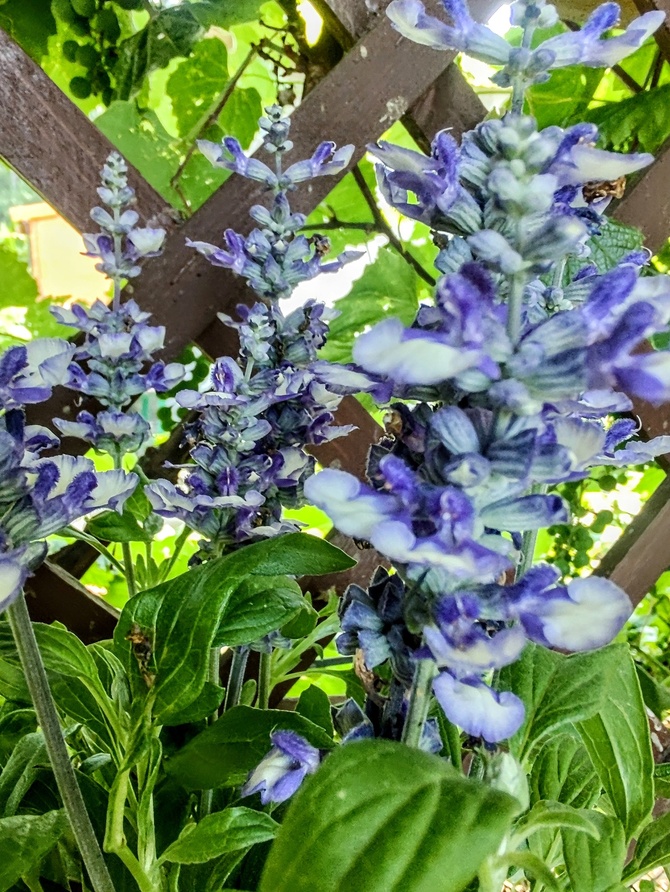 Szałwia Salvia Farinacea Arctic Blue