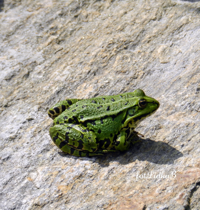 Zielona żabka