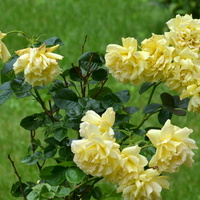 Krzak róż żółtych