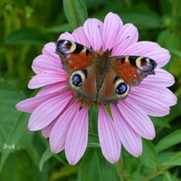 Kwiat i motyl