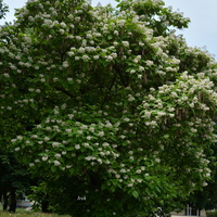 Kwitnące drzewo katalpy