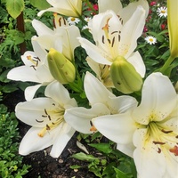 Lilia orientalna biało-żółta