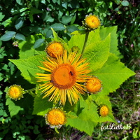 Oman , słoneczny kwiat