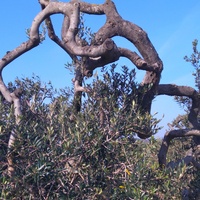 Piękno natury-drzewko oliwkowego
