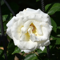 róża biała