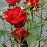 Róża czerwona omotana