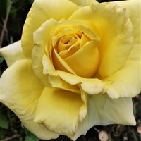 Róża Wielkokwiatow