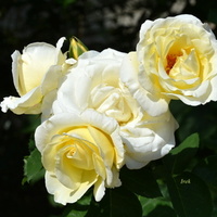 Róże białe i żółte