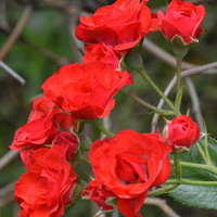 Róże czerwone