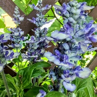 Szałwia Salvia Farinacea Arctic Blue