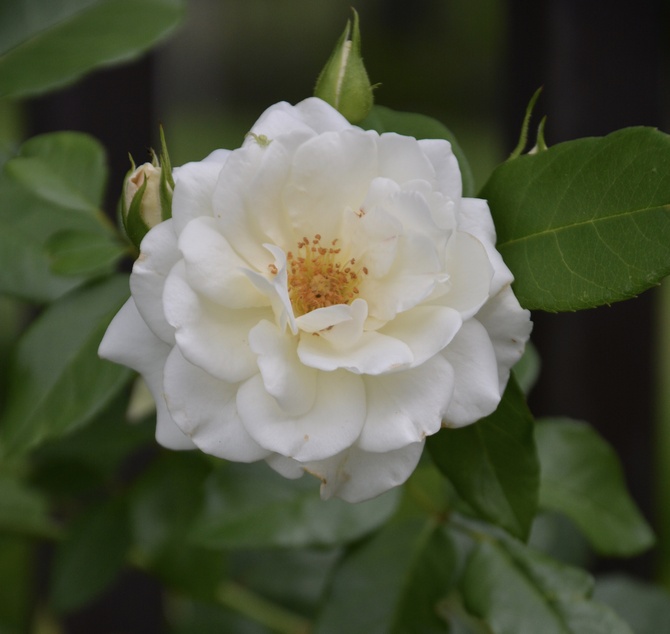 Biała róża na spokojne sny