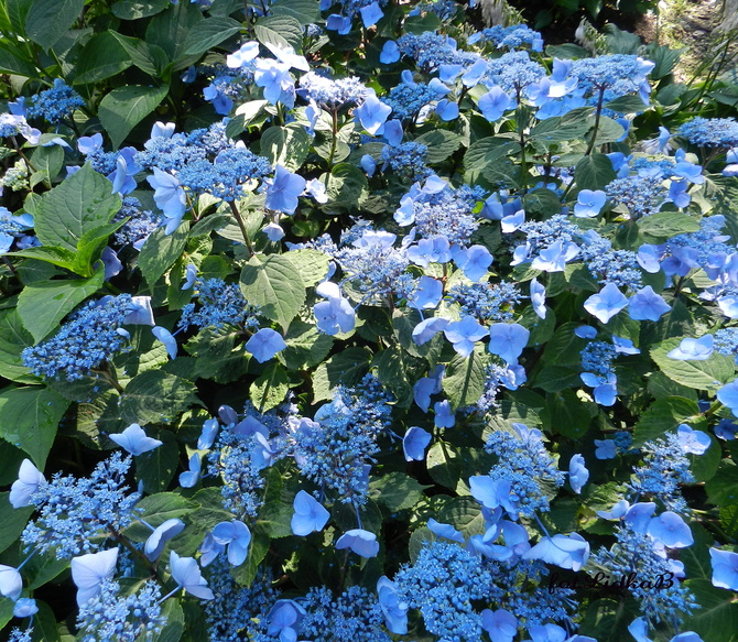 Hortensja krzewiasta niebieska