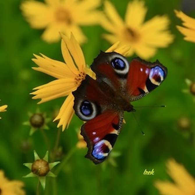Motyl na kwiatkach