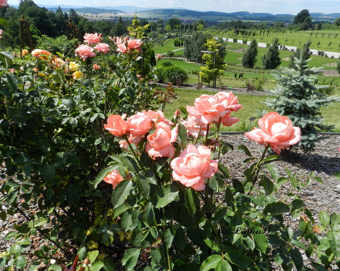 Róże - Arboretum  w Wojsławicach