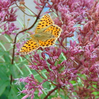 Dzisiaj motylki rządziły w ogródku :) 