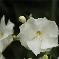 Oleander w bieli...