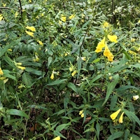 Pszeniec leśny (Melampyrum sylvaticum)