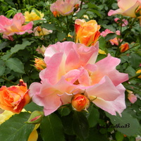 Róże  wielkokwiatowe