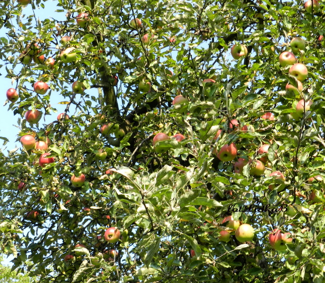 28 września-Światowy Dzień Jabłka