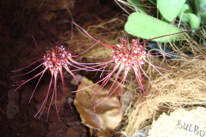 Bulbophyllum Gracillinum w zbliżeniu .
