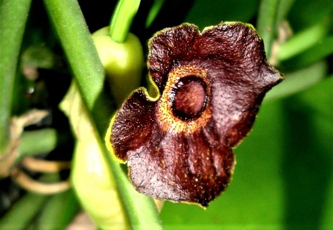 Kwiat aristolochii Durior w zbliżeniu .